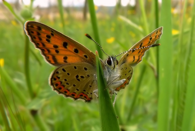 Lycaena tityrus